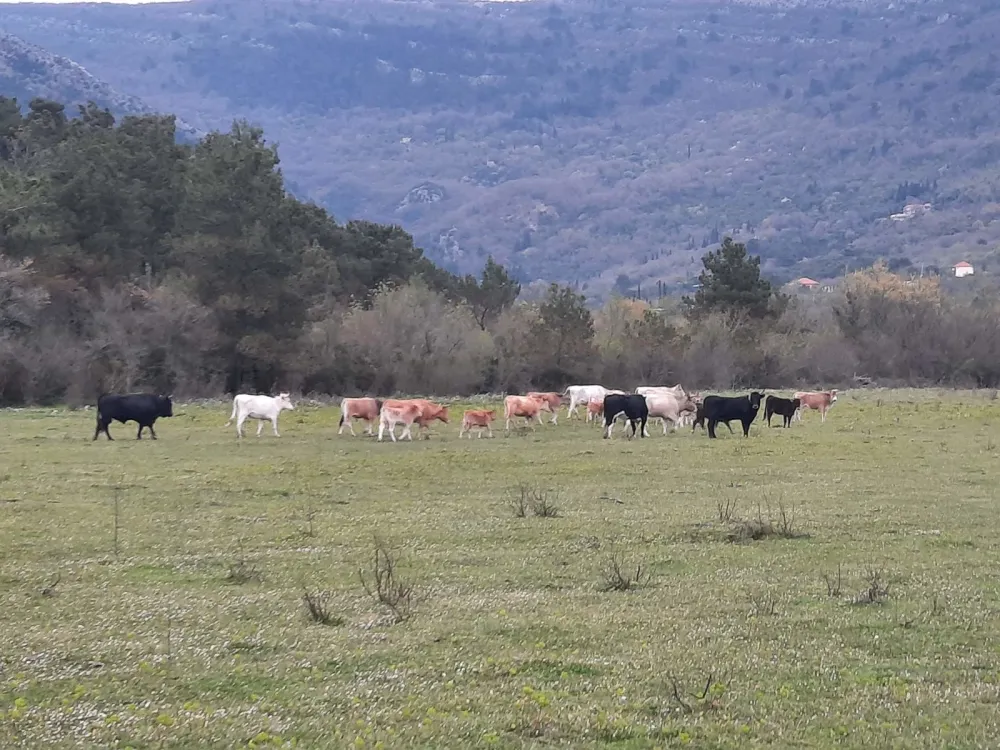 У Тивту почело рјешавање питања лутајуће стоке