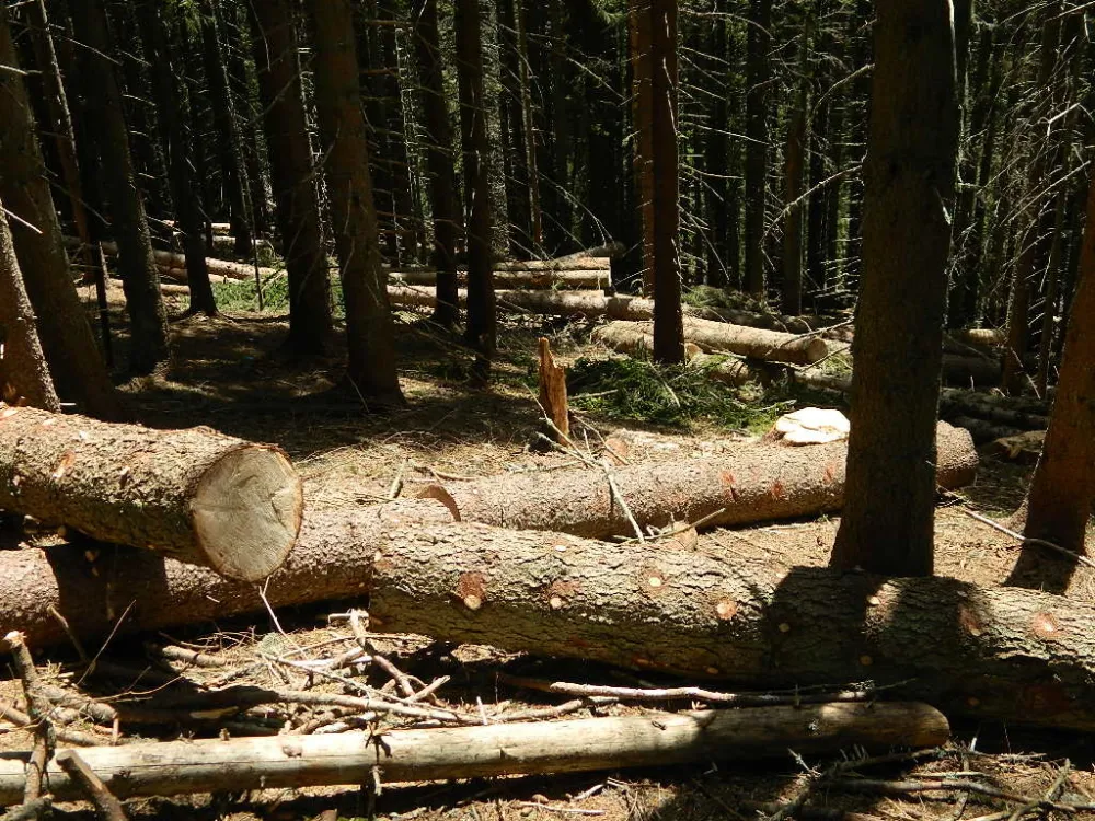Уништени извори питке воде у санитарној зони катуна Рујиште