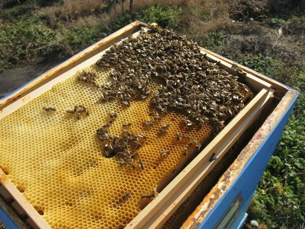 Лоша година за пчеларе: Приноси меда на нултом нивоу
