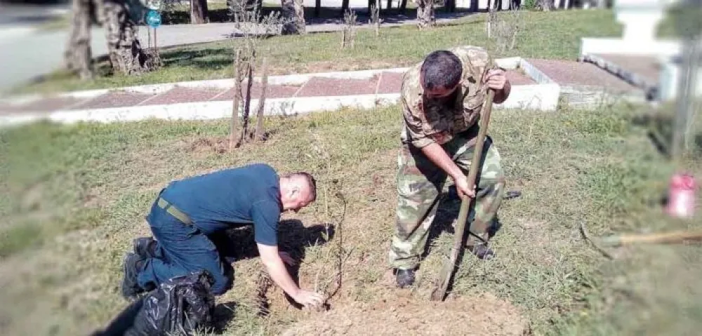 Ревитализоване маслине у барској касарни