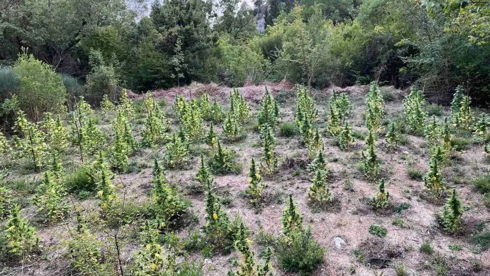 У Будви пронађена плантажа марихуане, ухапшене двије особе