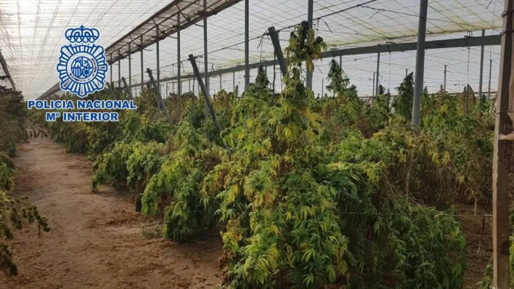 Ухапшен због 18.000 биљака марихуане