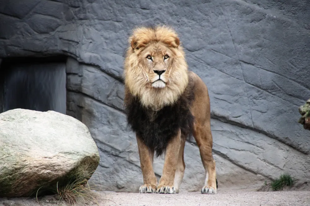 Загреб: Лавови у зоолошком врту имају корону, заразио их радник