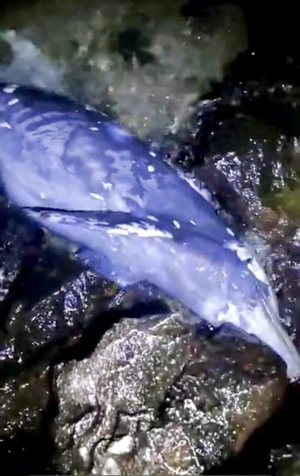 На обали у Костањици море избацило леш делфина
