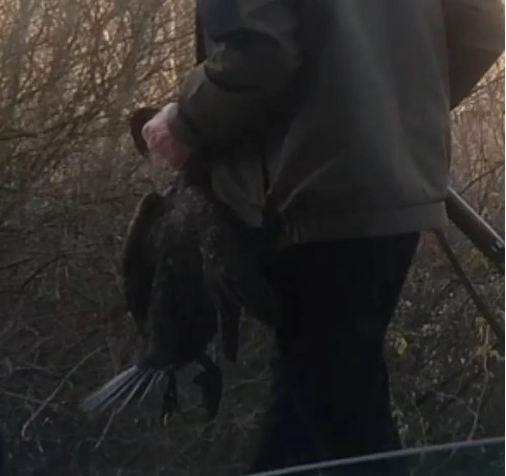 (ВИДЕО) Јокић: Убијен корморан у НП Скадарско језеро, хитно донијети мораторијум на лов