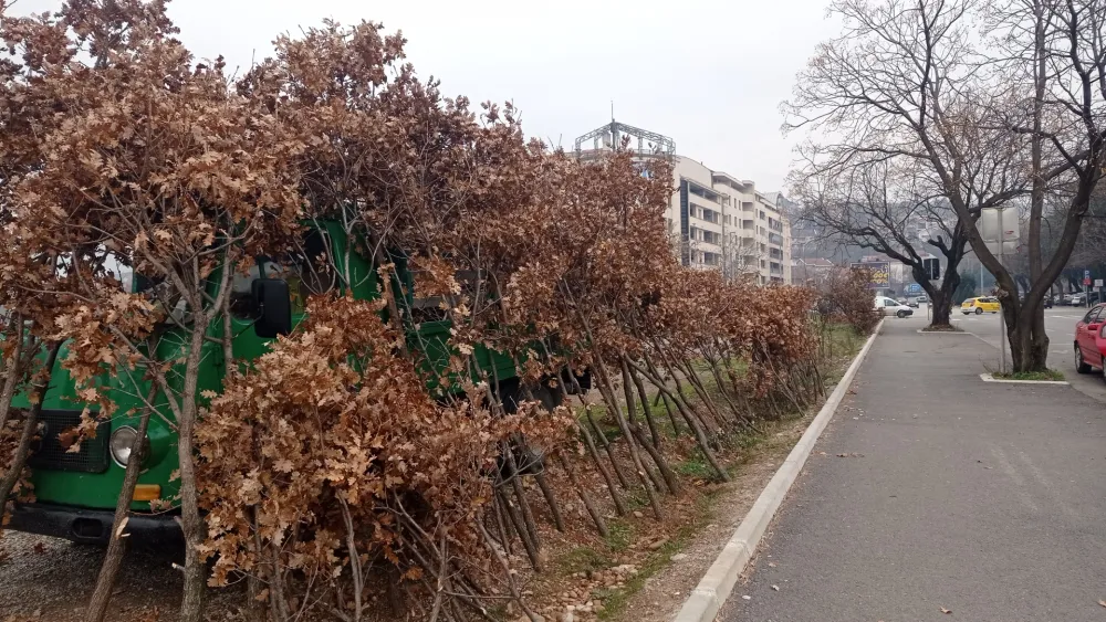 Почела продаја бадњака
