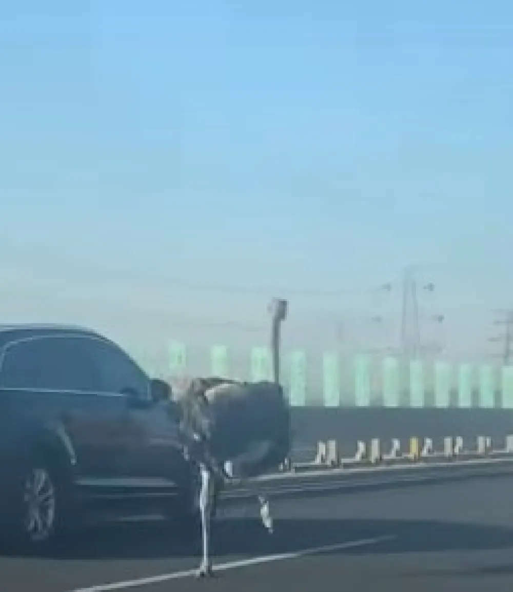 Одбjегли ноj трчао аутопутем и престизао аутомобиле