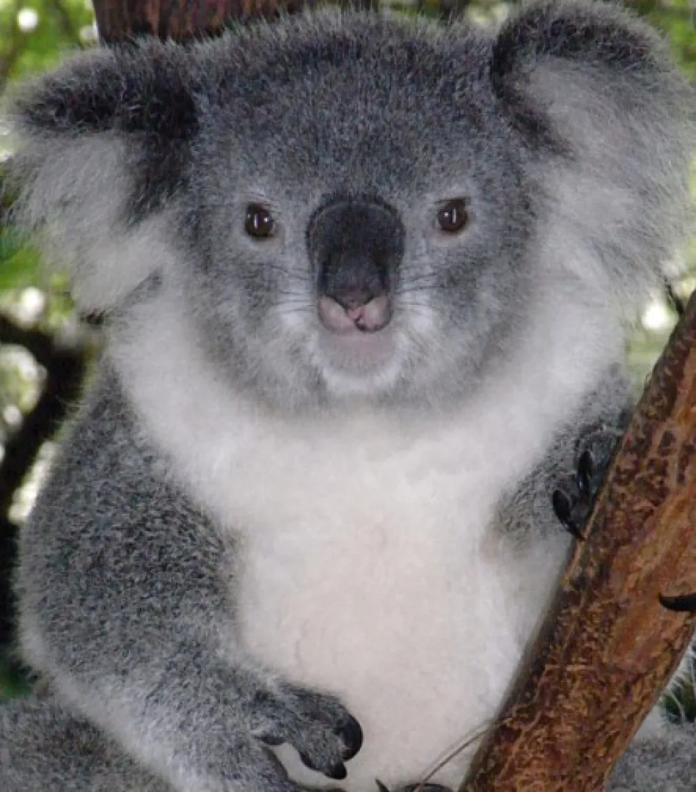 коала, Аустралија