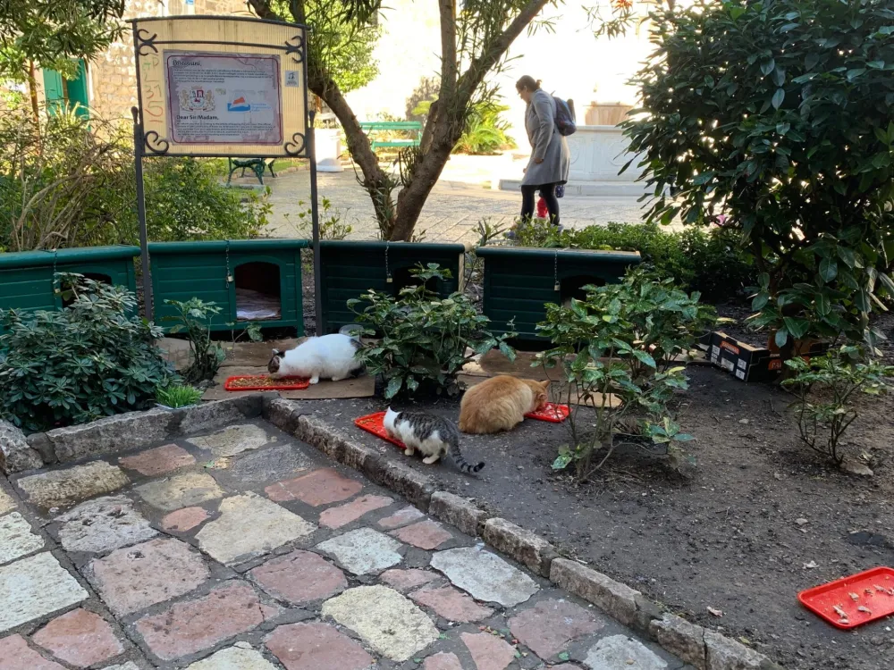 Иницијатива СНП-а због остављања хране за животиње на которским улицама; Боровић: Удар по џепу најбоља мјера