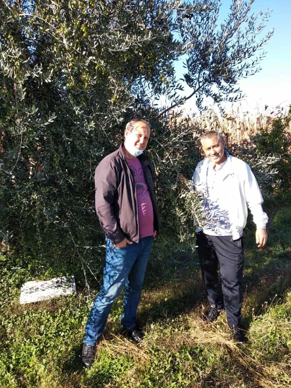 Маслине велика љубав и породична традиција Радовића из Мркојевића