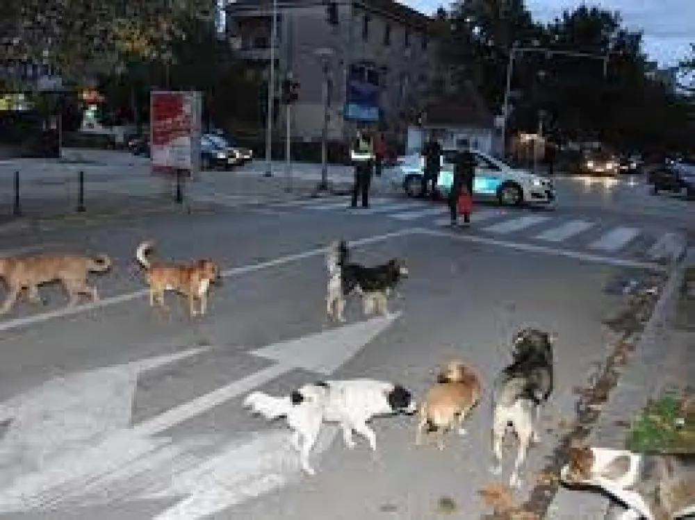 Пси луталице на улицама Никшића