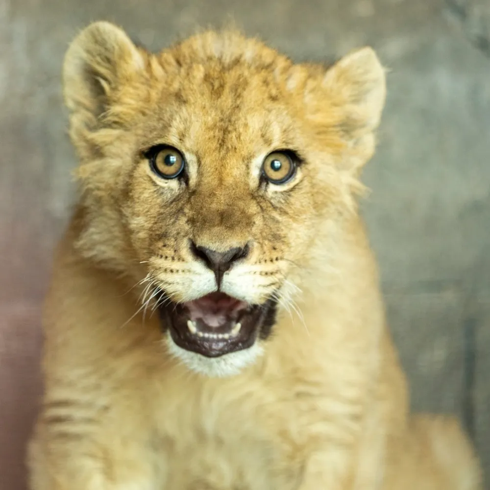 FOUR PAWS | Stefan Ristache