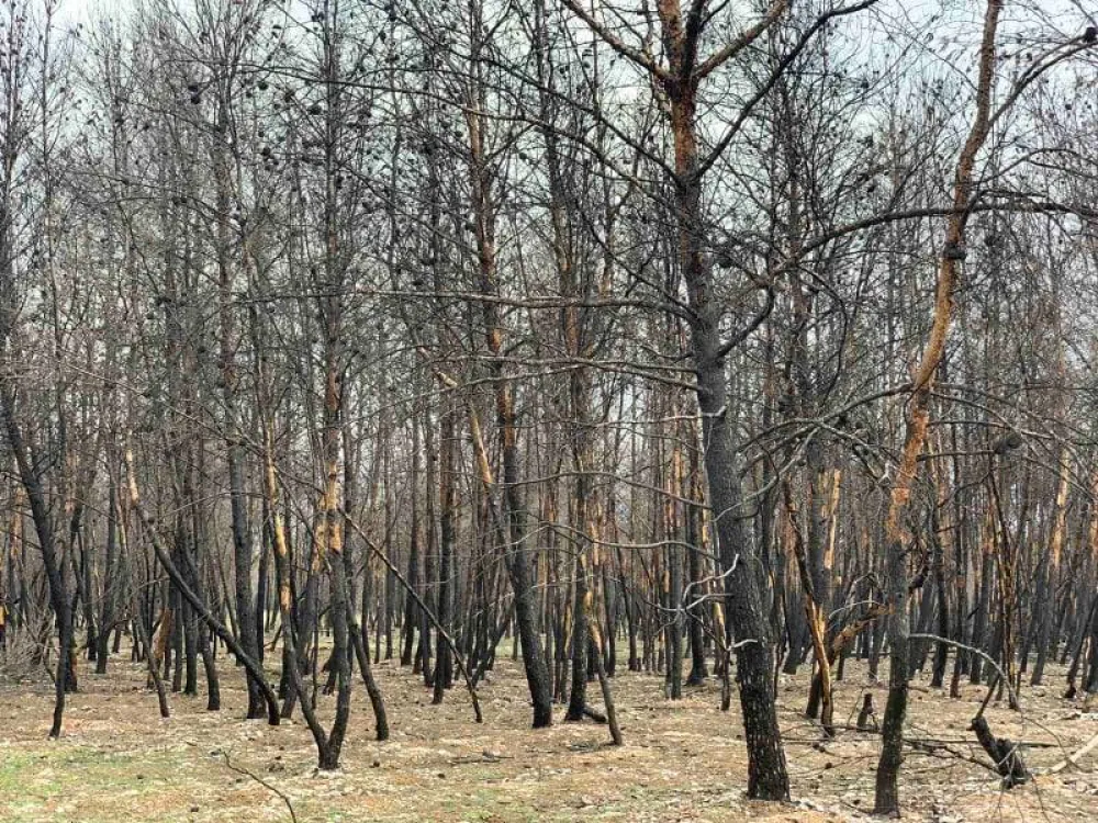 Потпуно уништено дрвеће