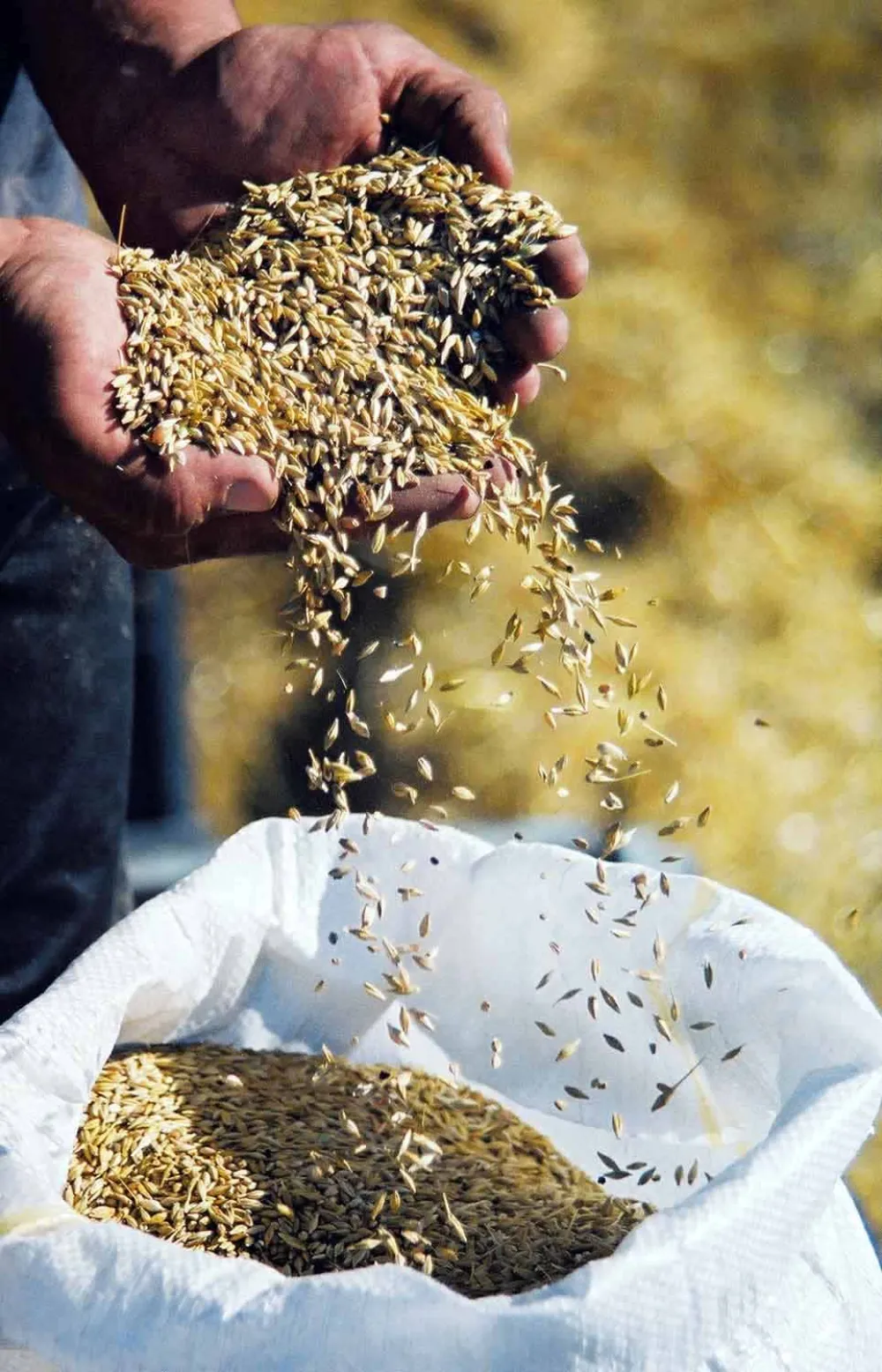 U podunavskom okrugu occekuje se dobar prinos pssenice.Snimio:Z.Zine ts 