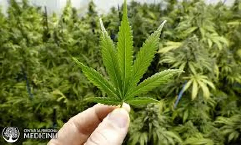 pronadjena marihuana