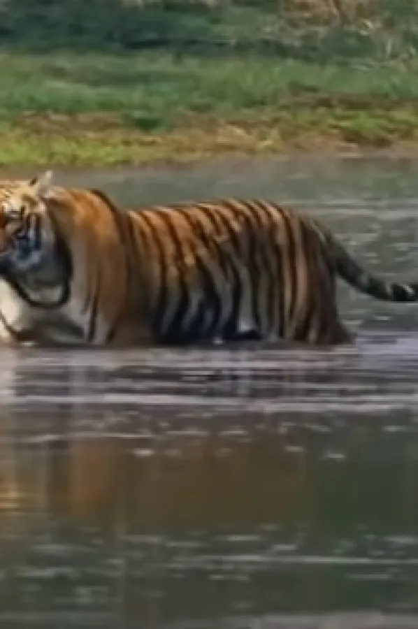 ILUSTRACIJA FOTO YOUTUBE: Free Documentary - Animals