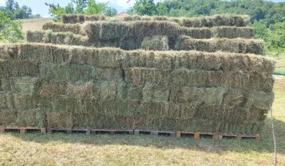 Foto: B.Jelovac