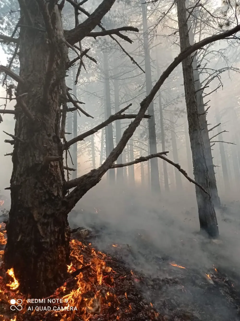 foto: Bilja Bra&scaron;njo