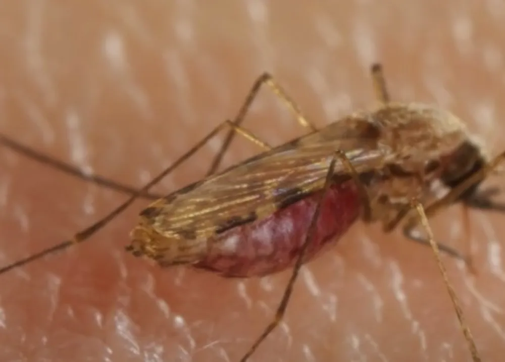 U Srbiji potvrđen 81 slučaj zaraze groznicom Zapadnog Nila