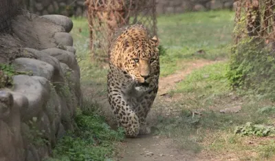 Leopard, ilustracija