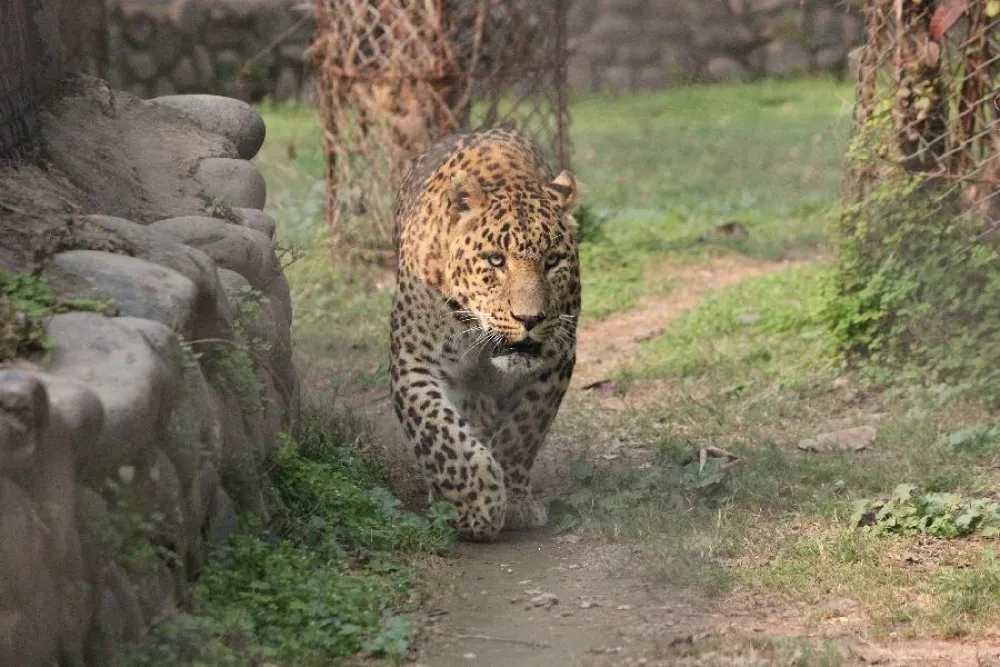 Leopard, ilustracija