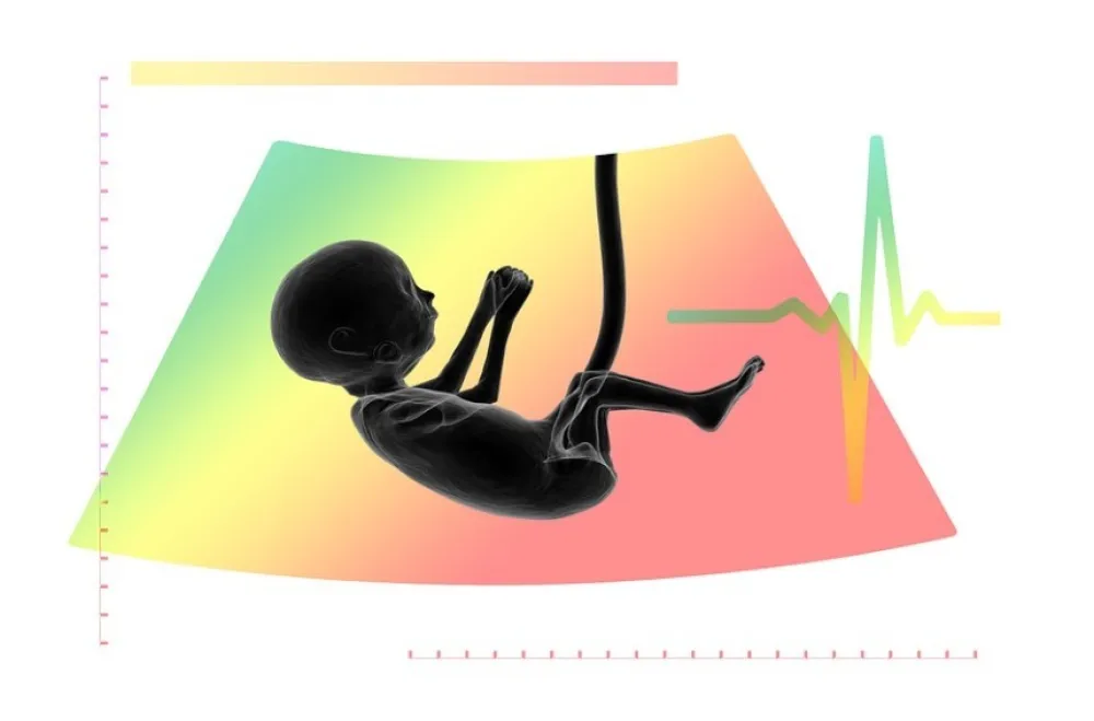Ilustracija fetus