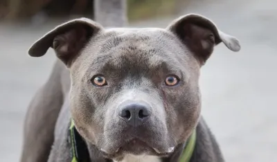 pit bul