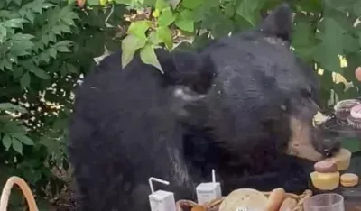 (VIDEO) Medved upao na rođendansku zabavu i pojeo kolačiće