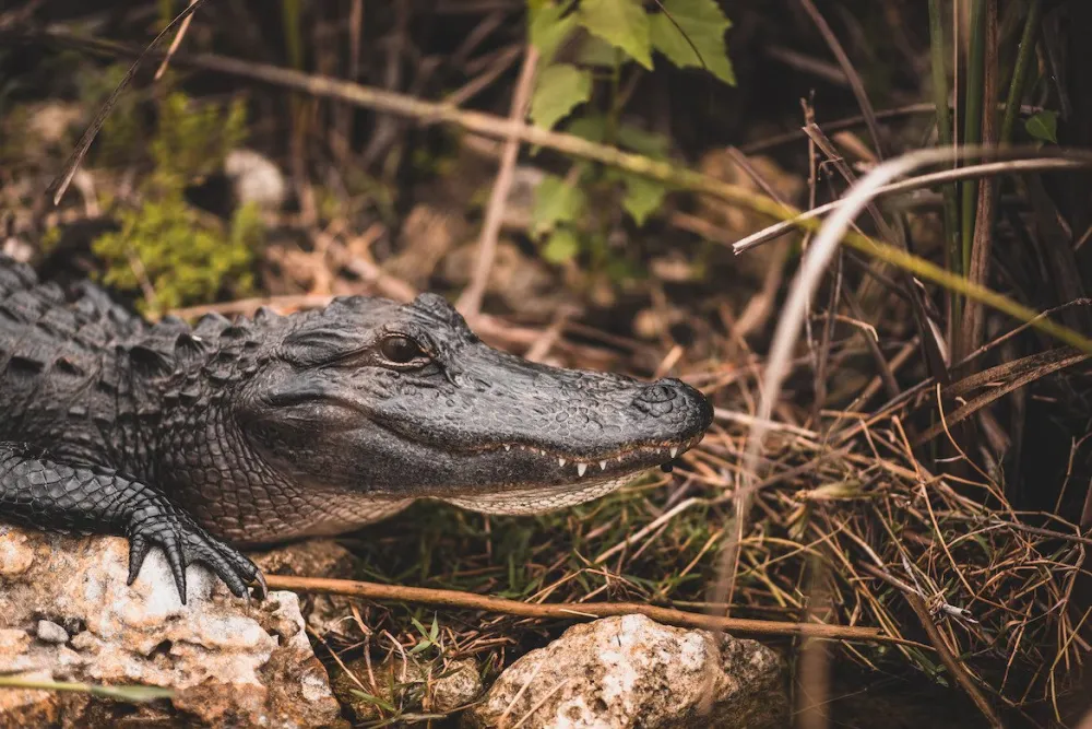 ALIGATOR, ILUSTRACIJA