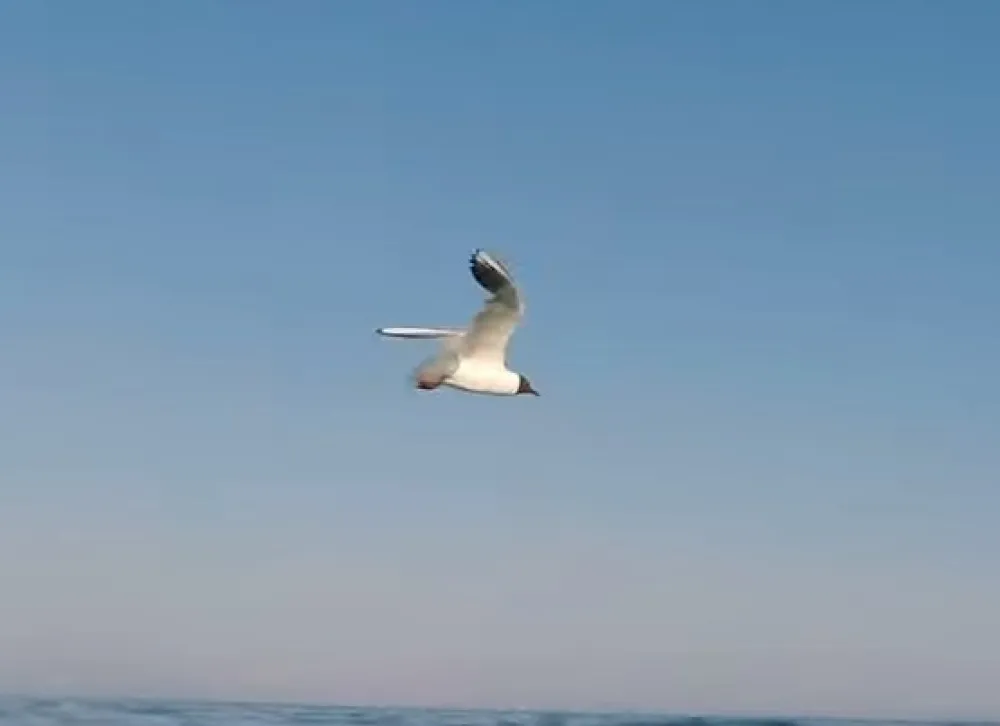 Splitski vatrogasci spa&scaron;avali galeba sa vrha zgrade