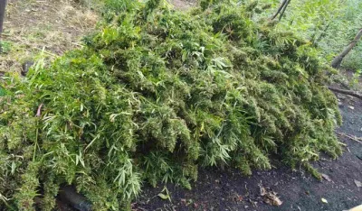Indijia: Policija tvrdi da su pacovi pojeli vi&scaron;e od 700 kilograma kanabisa