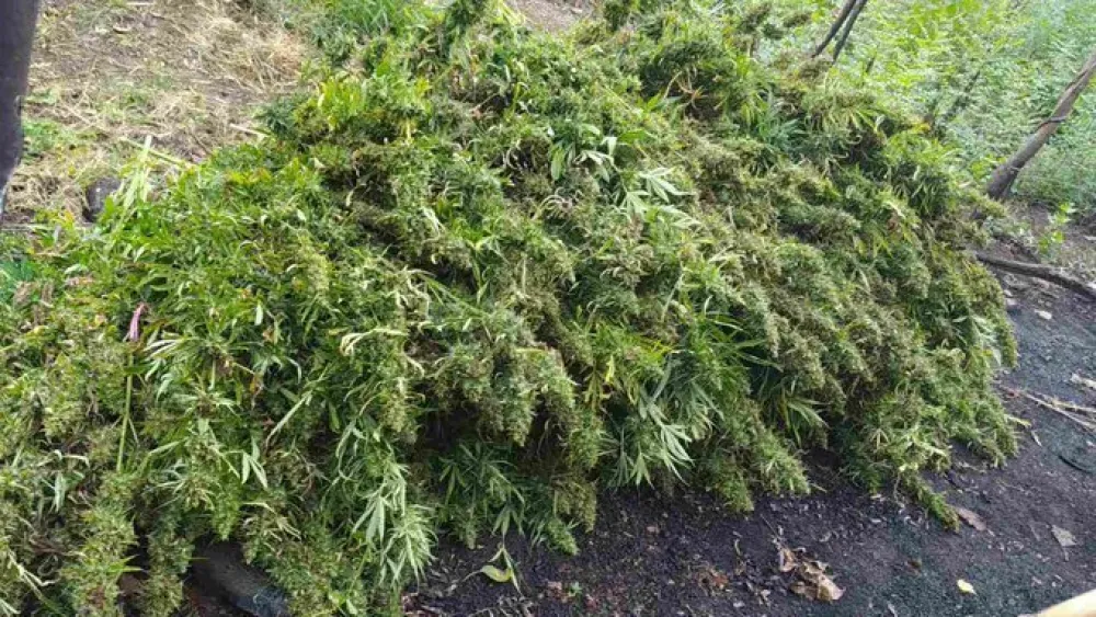 Indijia: Policija tvrdi da su pacovi pojeli vi&scaron;e od 700 kilograma kanabisa