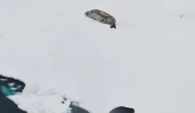(VIDEO) Pogledajte kako grupa kitova ubica lovi plijen
