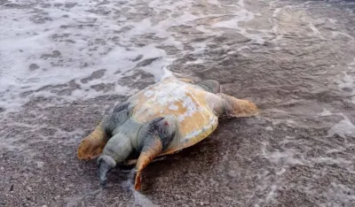 Uginula kornjača na plaži u HN