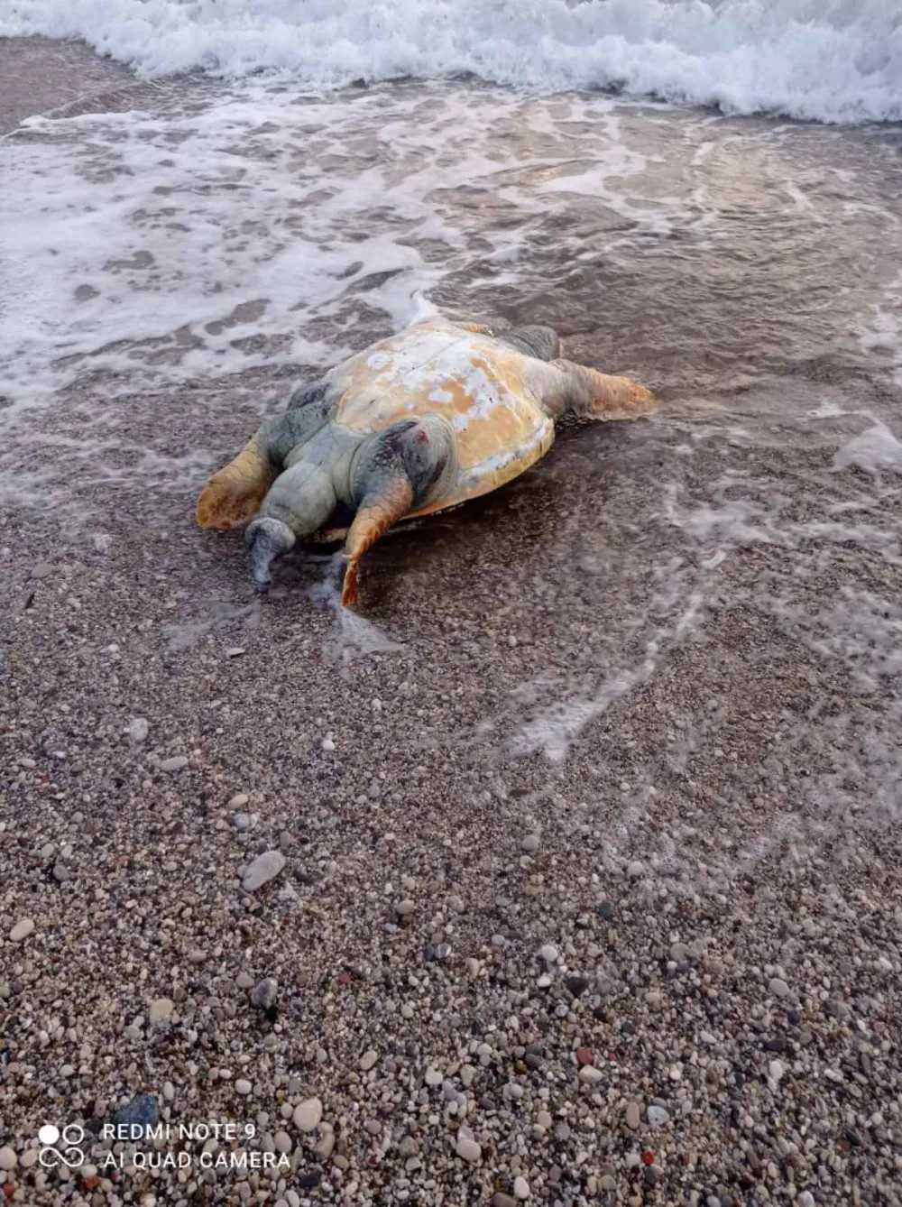 Uginula kornjača na plaži u HN