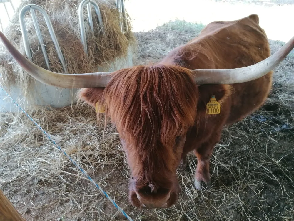 Visinsko &scaron;kotsko govedo izborilo se za opstanak