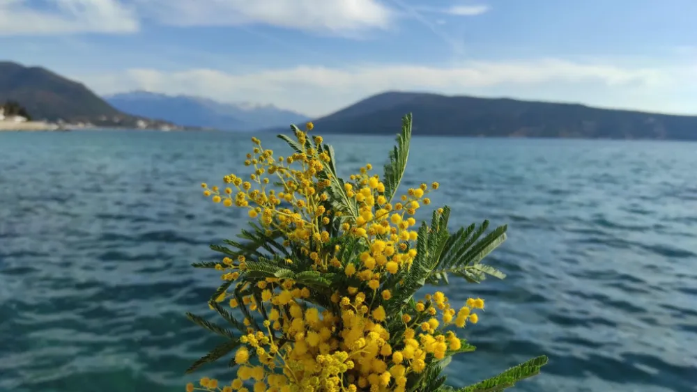 Potvrđeni dodatni letovi iz Beograda u toku Praznika mimoze