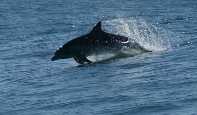 (VIDEO) Delfin u sutomorskom zalivu