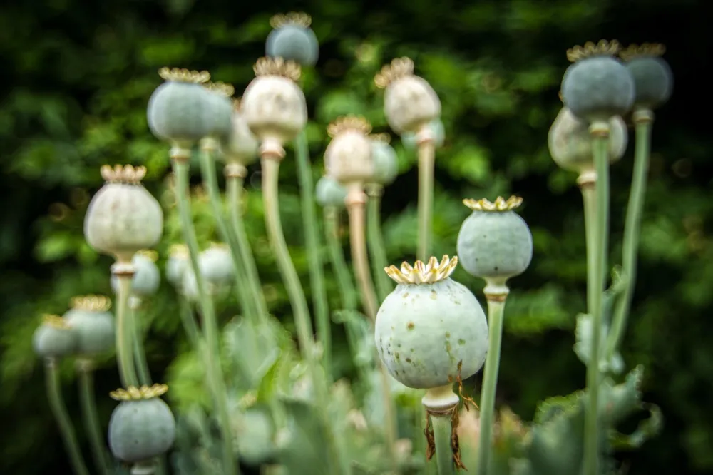 Photo by Tim Cooper on Unsplash