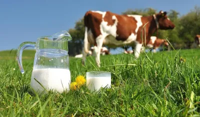 Mlijeko mlijeka milk