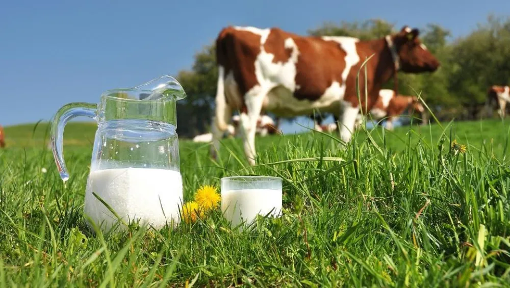 Mlijeko mlijeka milk