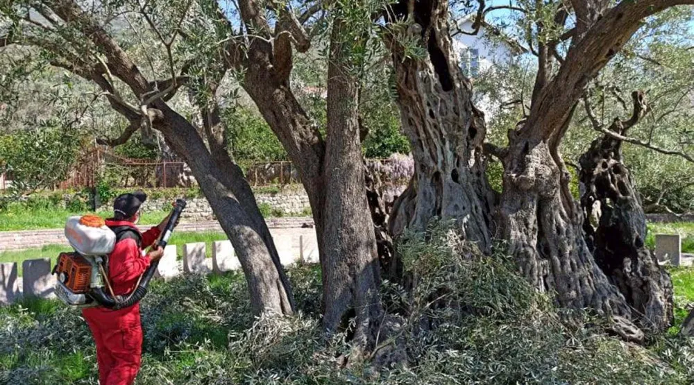 Zabraniti premje&scaron;tanje stabala masline starijih od sto godina