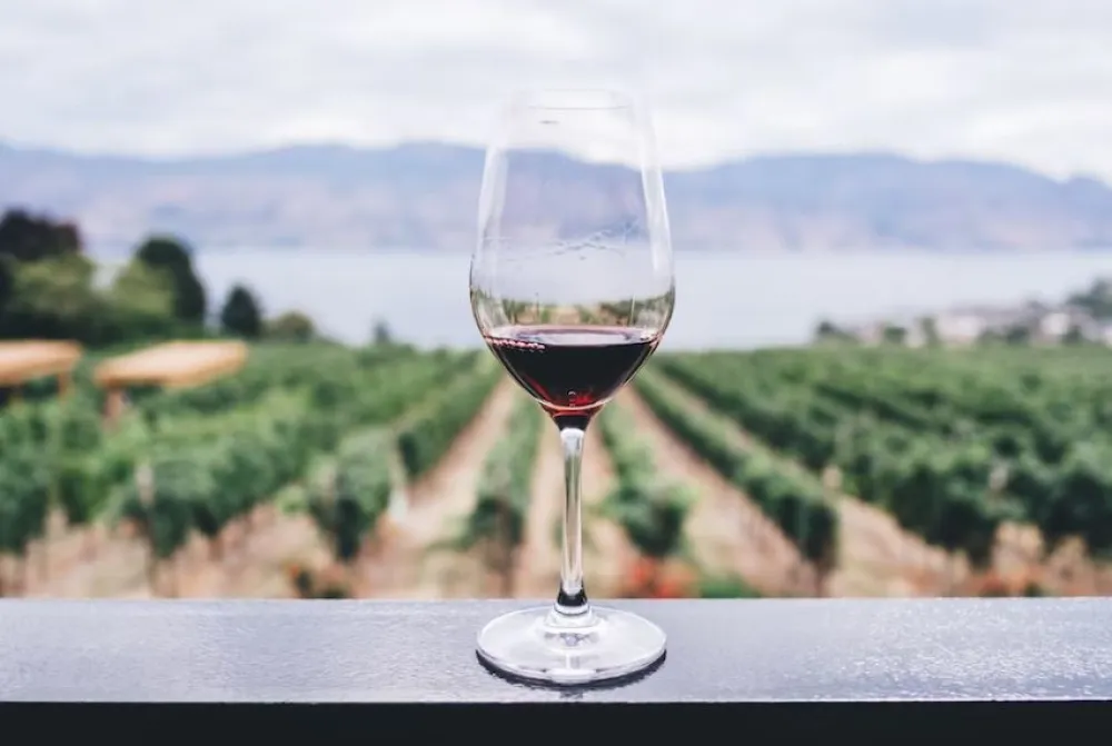 Vino, ilustracija