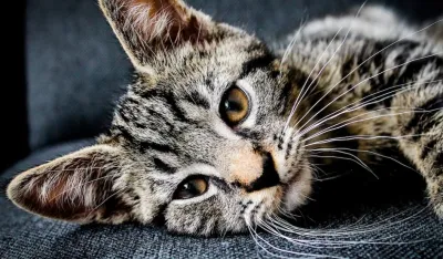 Pet stvari koje va&scaron;a mačka mrzi