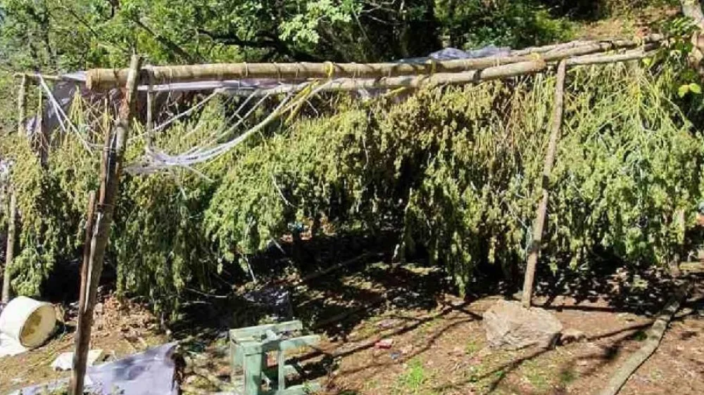 Otkrivene dvije plantaže marihuane