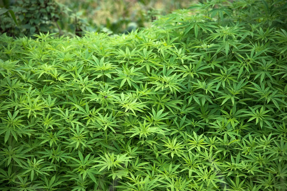 Ilustracija<br>marihuana, plantaže marihuane