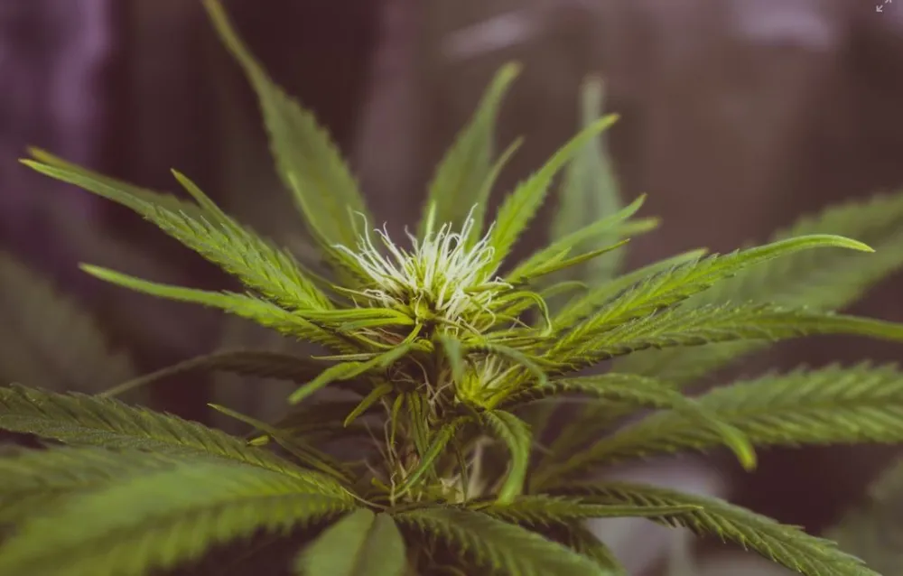 Photo: Unsplash<br>Marihuana, ilustracija