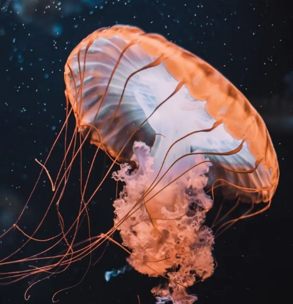 Unsplash ilustracija