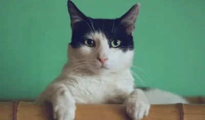 Koliko dugo kućna mačka može izdržati bez hrane