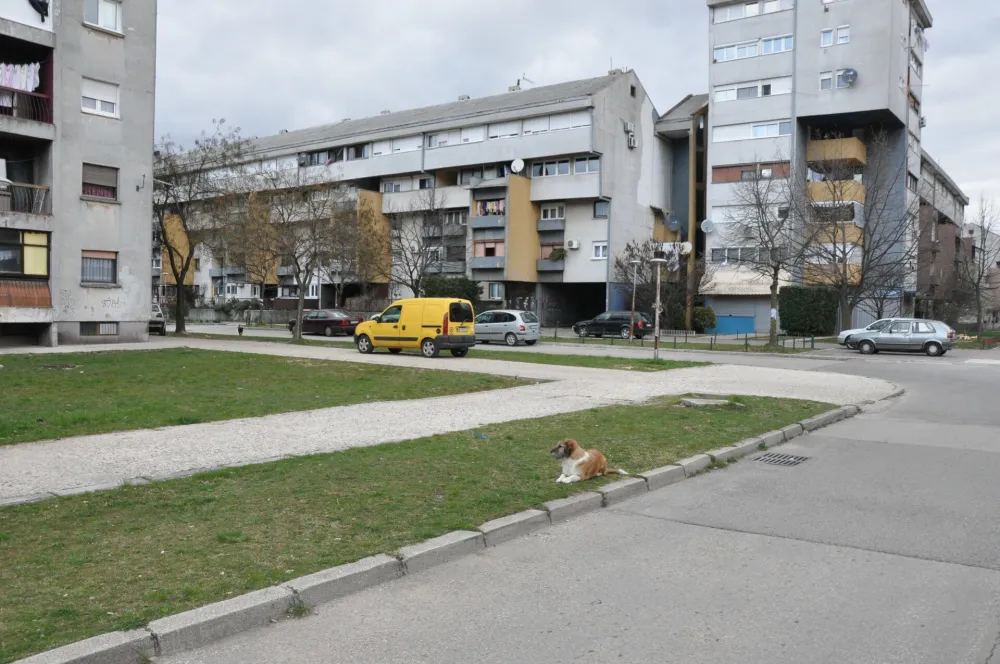 Nik&scaron;ić: U urbanoј zoni grada preko 200 pasa lutalica